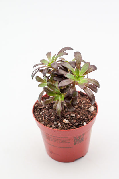 Aeonium arboreum zwartkop. Mooie gekleurde vetplant. Vetplanten kopen voor binnen.