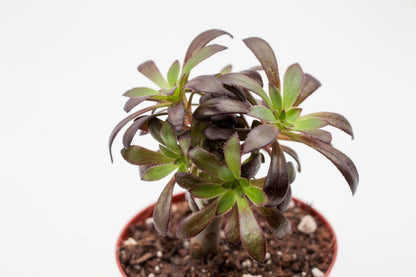 Aeonium arboreum zwartkop. Mooie gekleurde vetplant. Vetplanten kopen voor binnen.