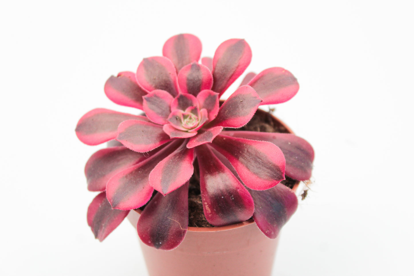 Aeonium Medusa
