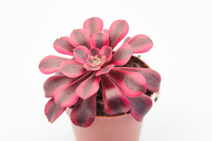 Aeonium Medusa