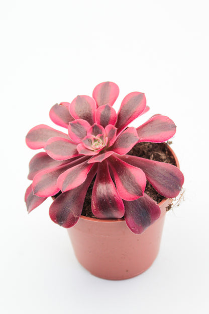 Aeonium Medusa