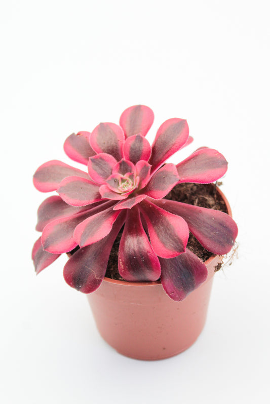 Aeonium Medusa