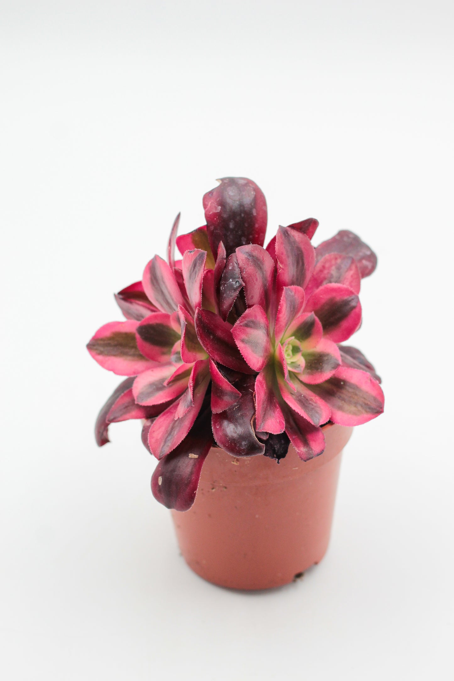 Aeonium medusa