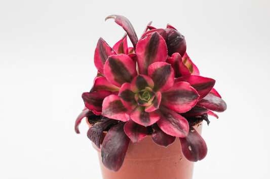 Aeonium medusa