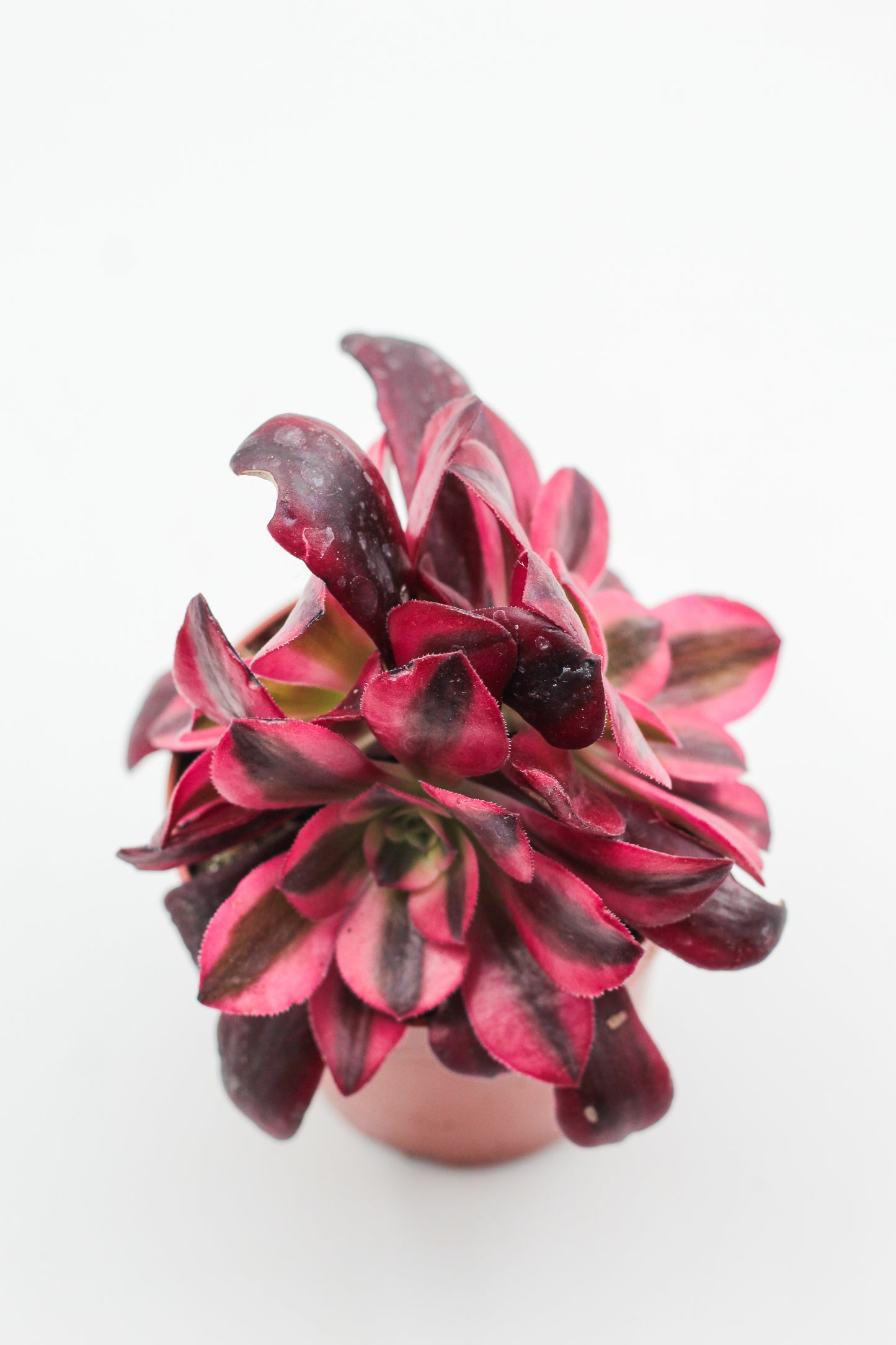 Aeonium medusa