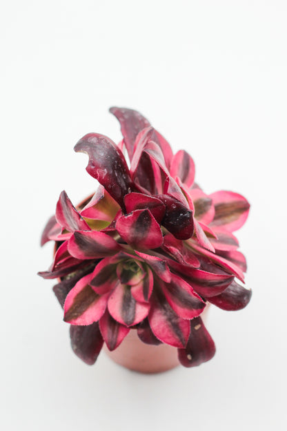 Aeonium medusa