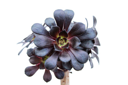 Aeonium arboreum var. atropurpureum ''Schwarzkopf''