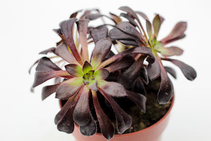 Aeonium arboreum var. atropurpureum ''Schwarzkopf'' Bonsai!