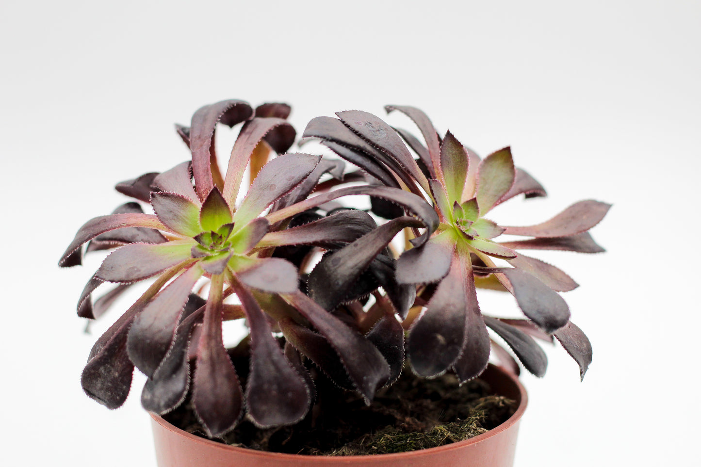 Aeonium arboreum var. atropurpureum ''Schwarzkopf'' Bonsai!