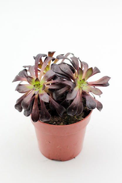 Aeonium arboreum var. atropurpureum ''Schwarzkopf'' Bonsai!