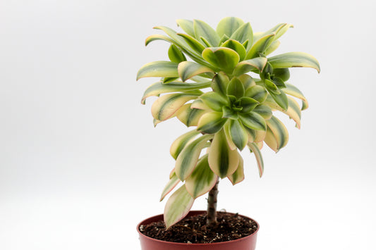 Aeonium florence op stam