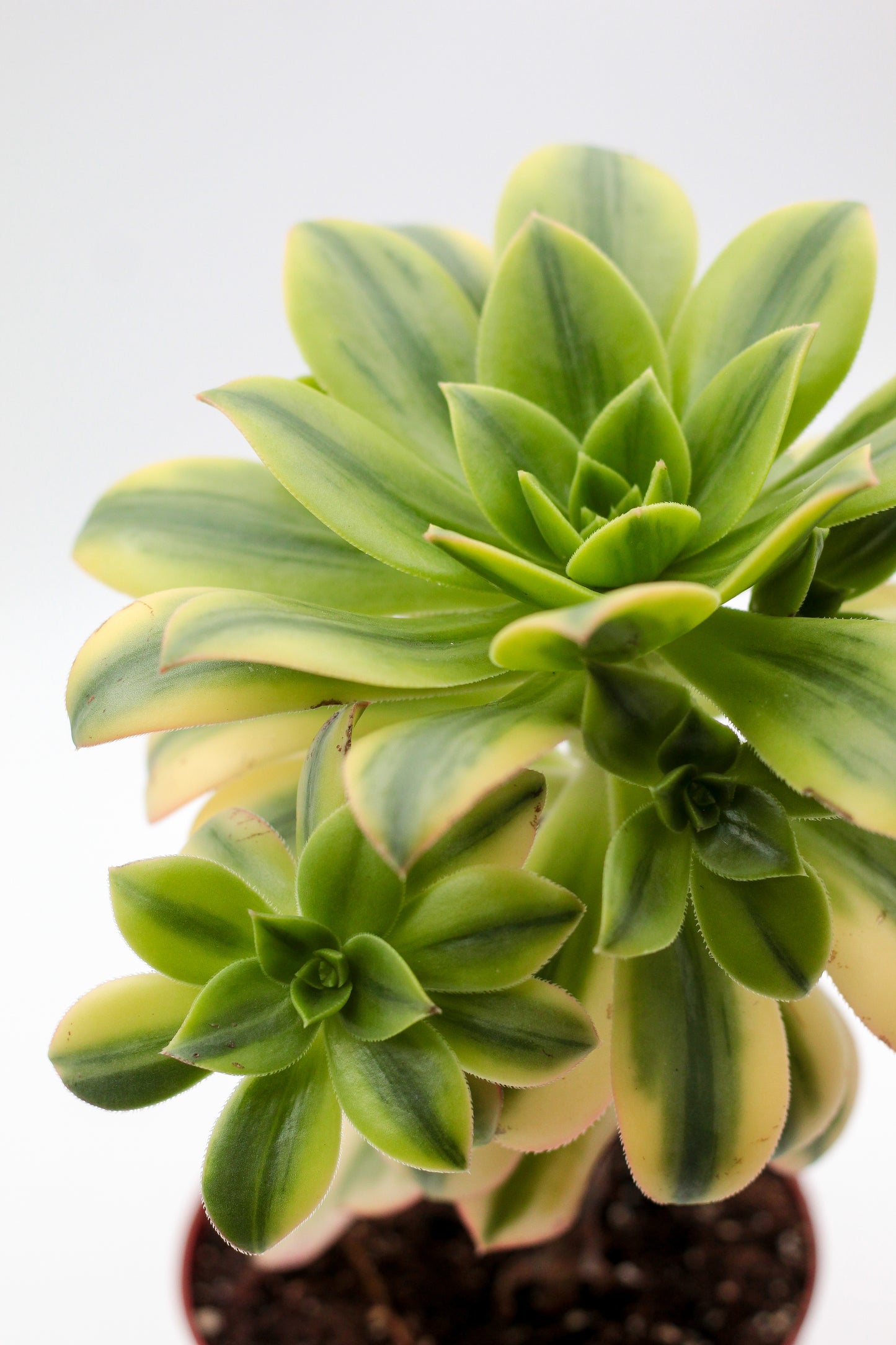 Aeonium florence op stam