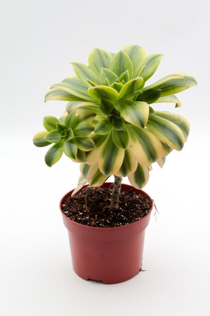 Aeonium florence op stam