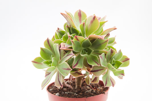 Aeonium leucoblepharum (yemen form)