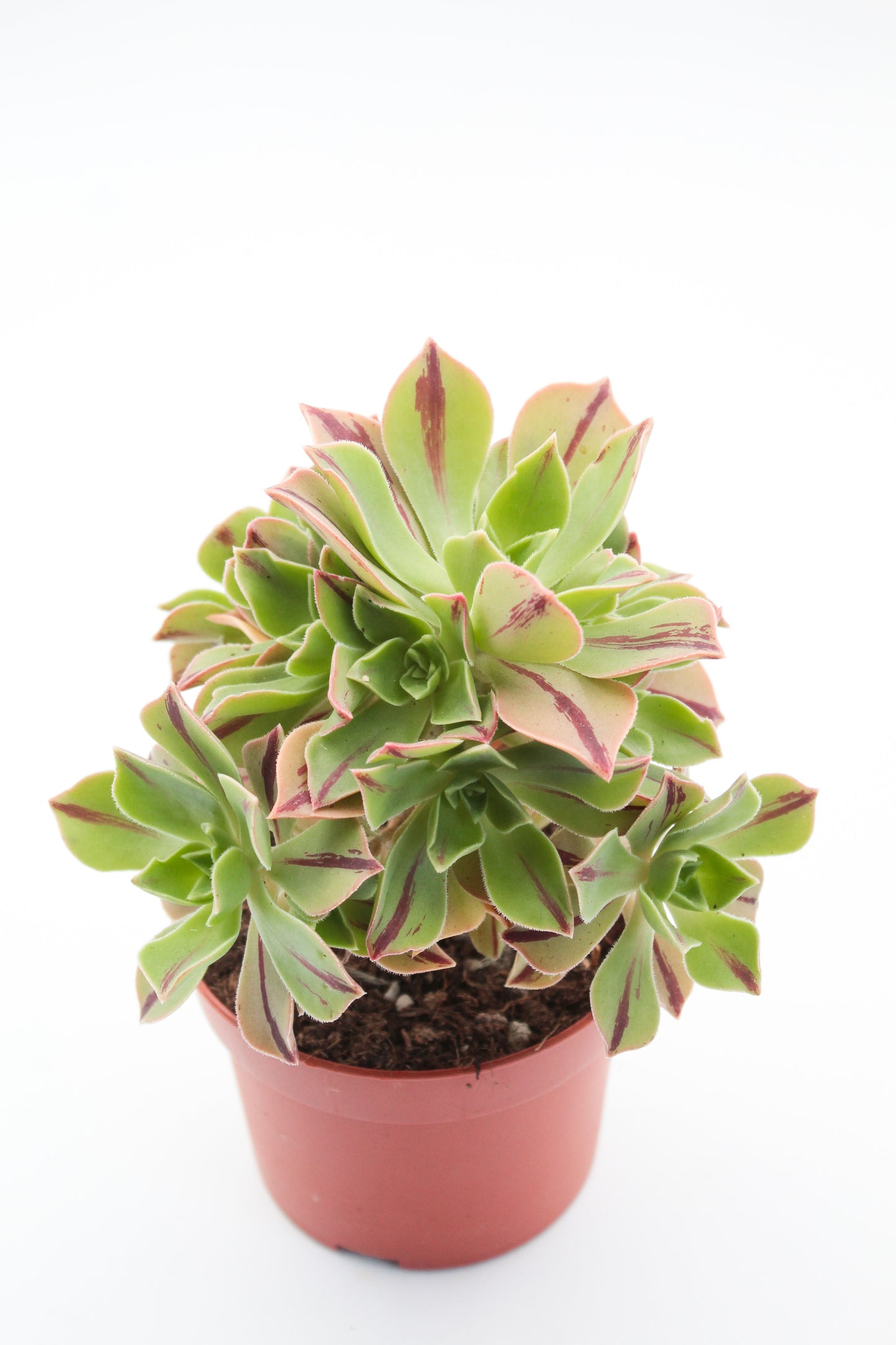 Aeonium leucoblepharum (yemen form)
