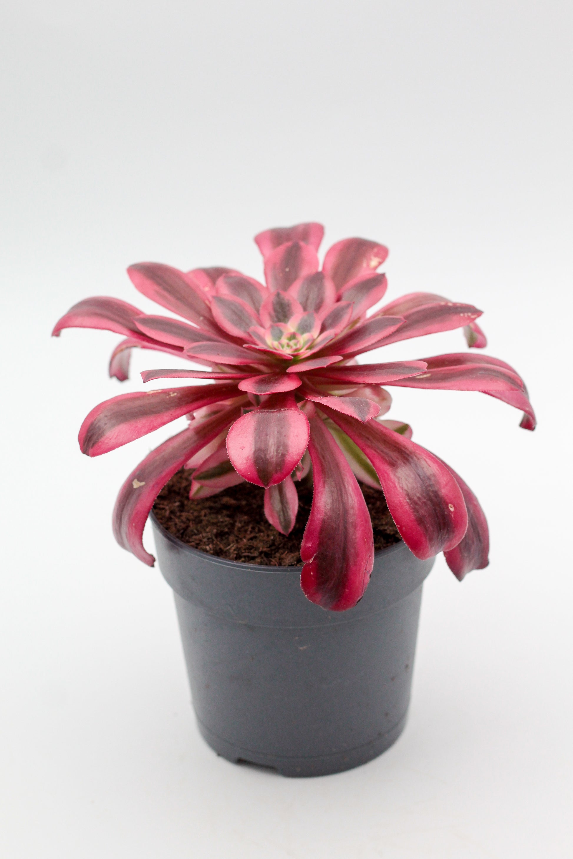 aeonium medusa succulent Aeonium Medusa – ikhebeencactus