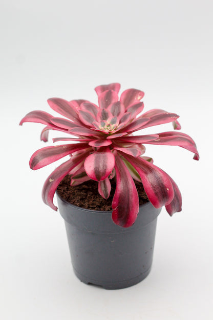 Aeonium Medusa