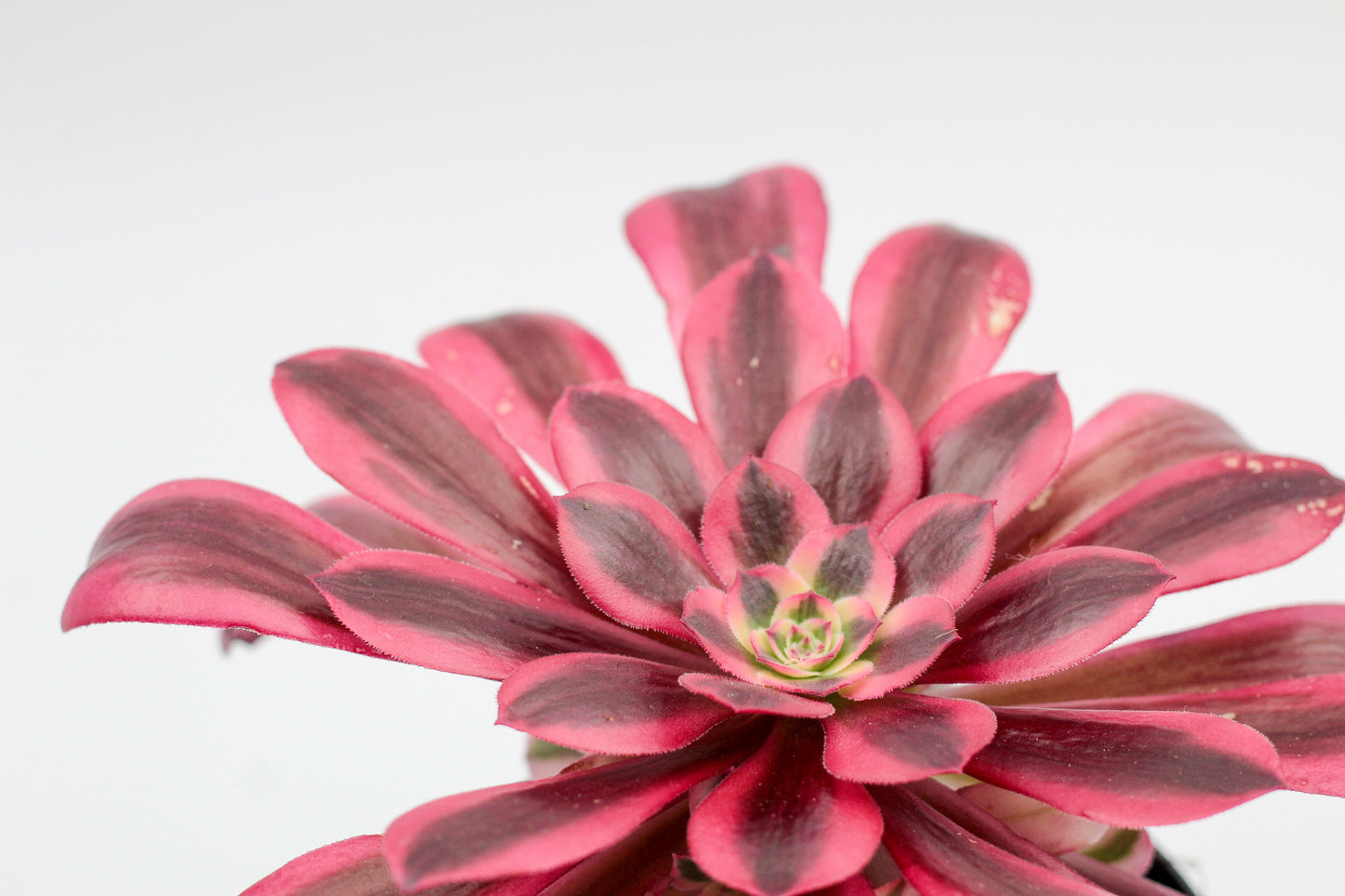 Aeonium Medusa