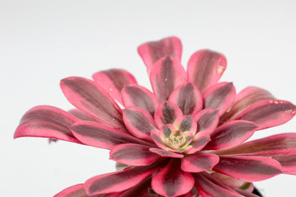 Aeonium Medusa