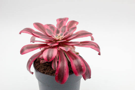 Aeonium Medusa groot