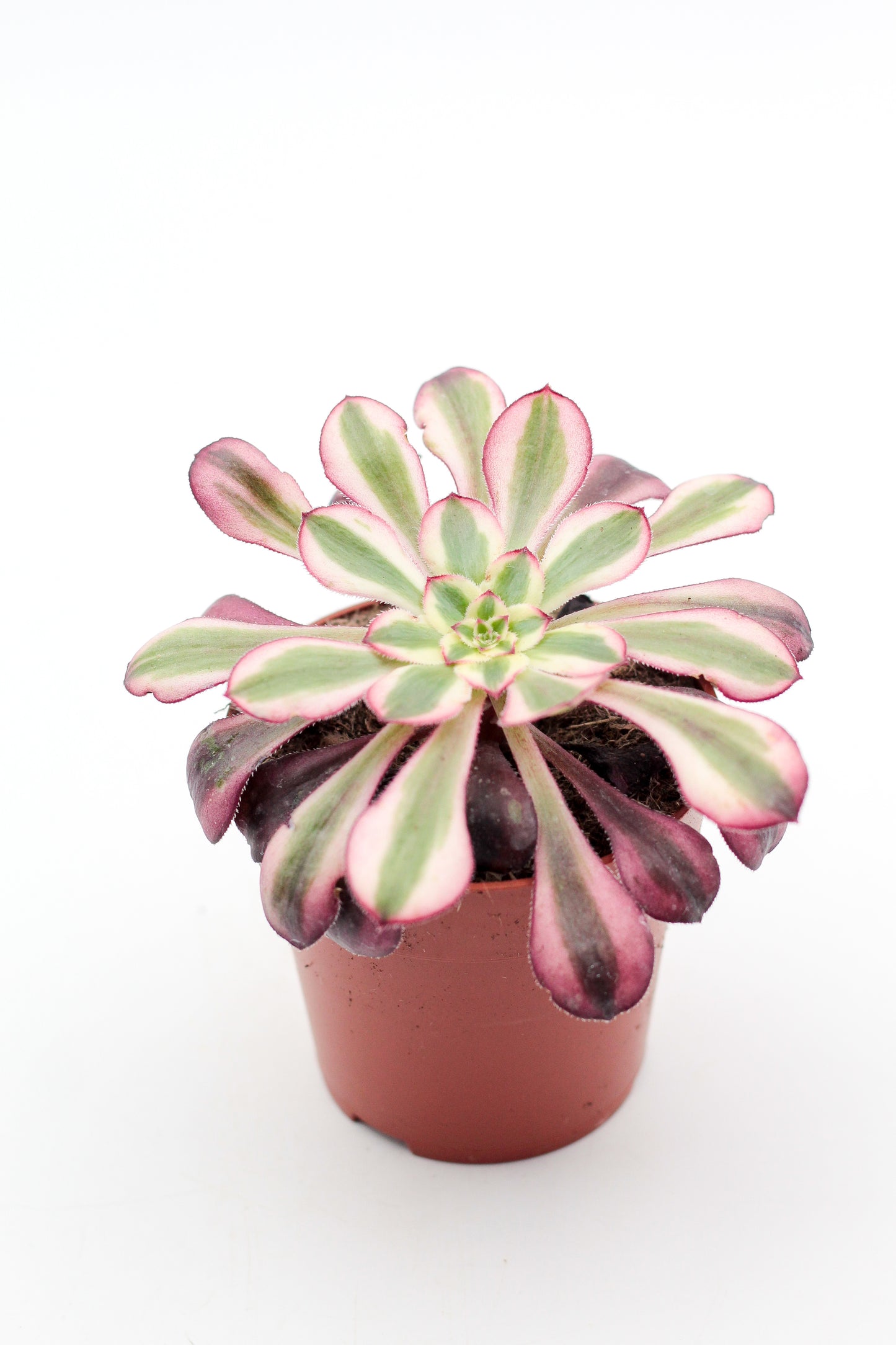 Aeonium red copper