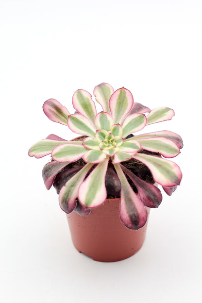 Aeonium red copper