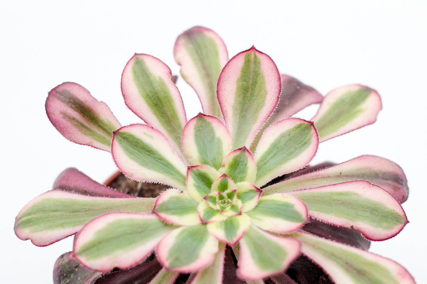 Aeonium red copper