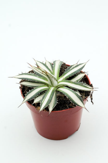 Agave Peace Revolution