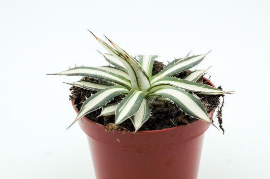 Agave Peace Revolution