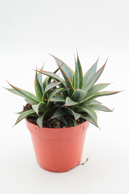 Agave Shaka Koko