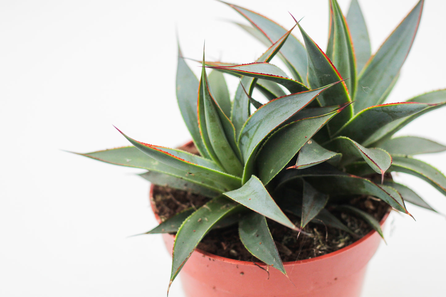 Agave Shaka Koko