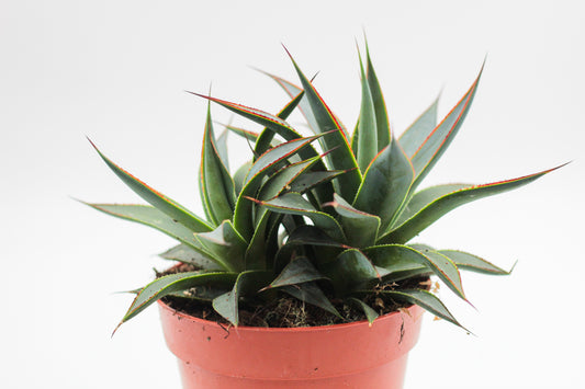 Agave Shaka Koko