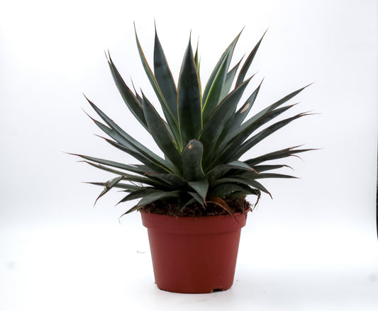 Agave Shaka Zulu (Blue Glow)