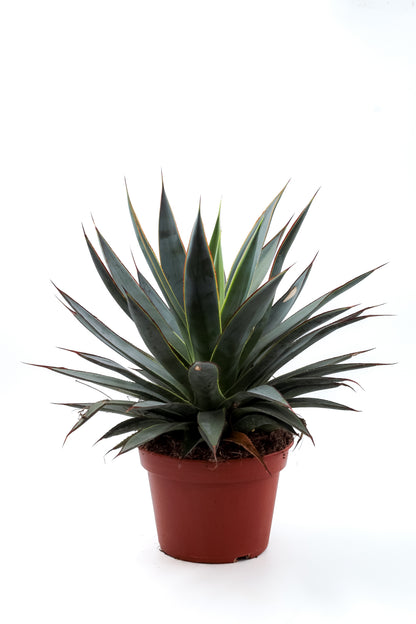 Agave Shaka Zulu (Blue Glow)