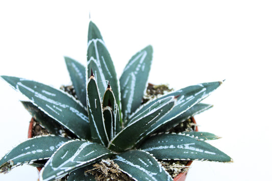 Agave victoria regina
