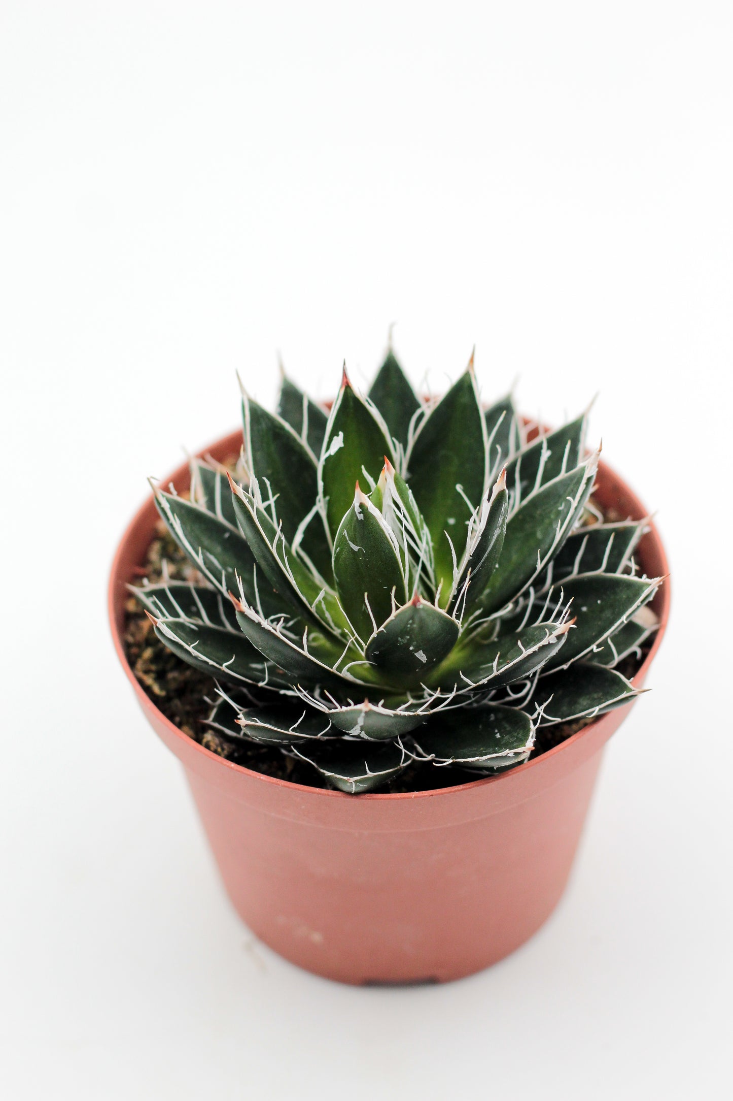 Agave filifera subs. schidigera f. compacta
