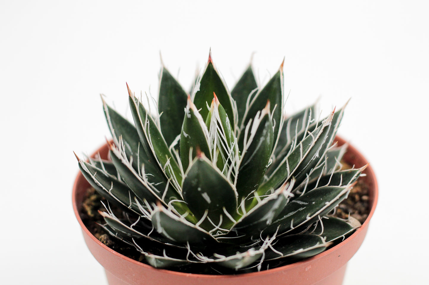 Agave filifera subs. schidigera f. compacta