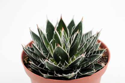 Agave filifera subs. schidigera f. compacta