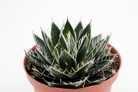 Agave filifera subs. schidigera f. compacta