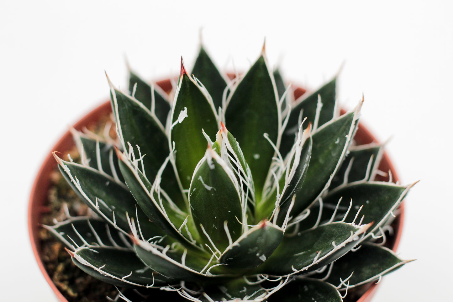 Agave filifera subs. schidigera f. compacta