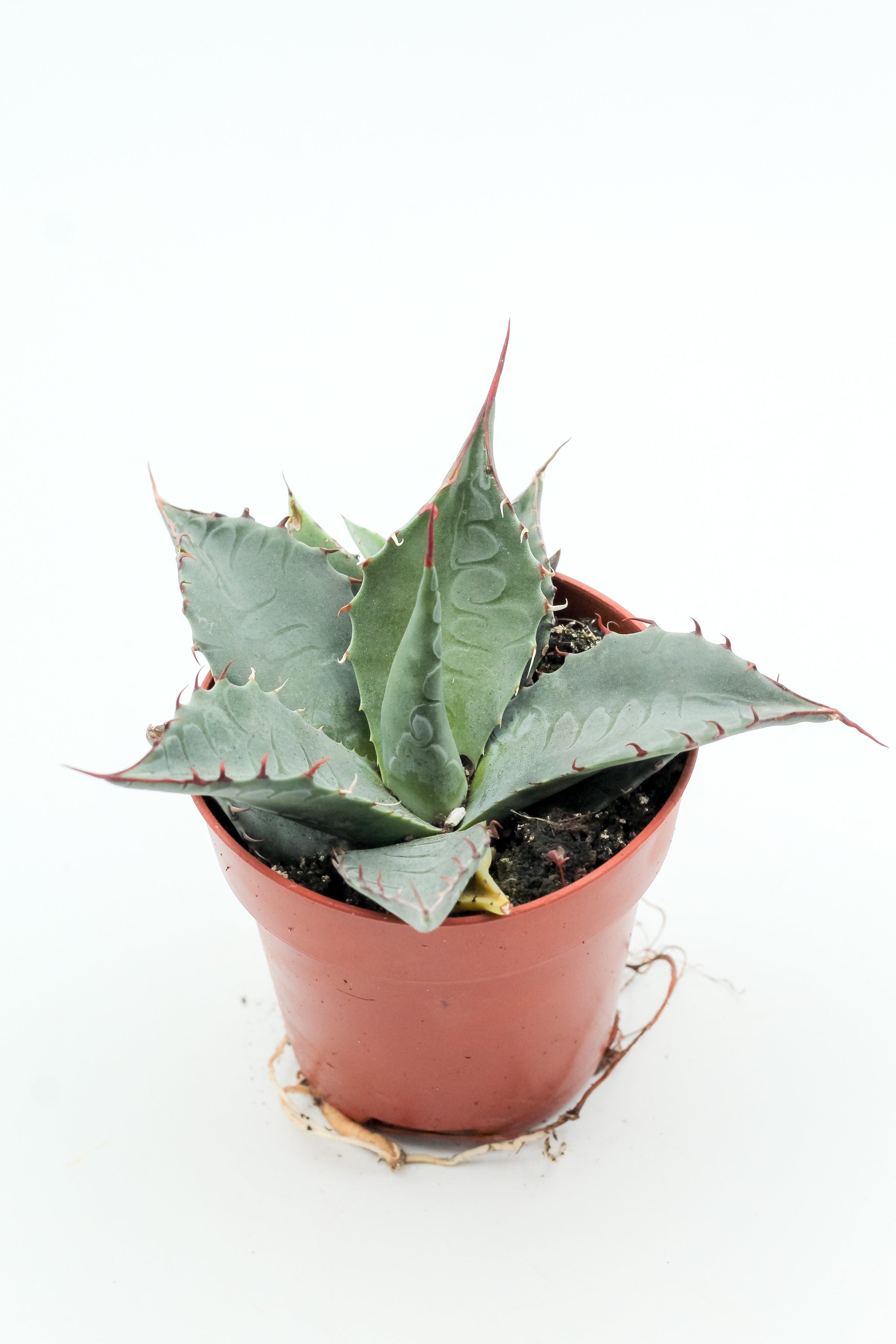 Agave salmiana var. ferox – ikhebeencactus