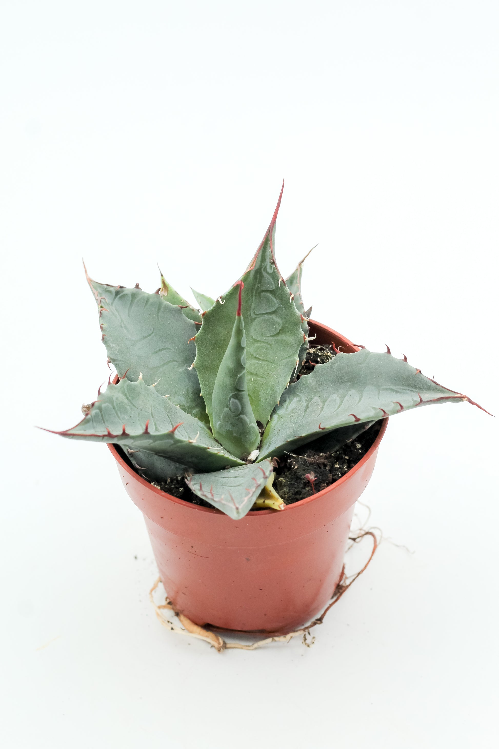 Agave salmiana var. ferox – ikhebeencactus