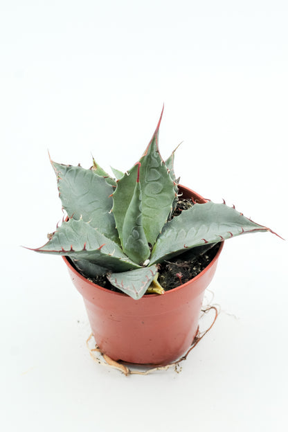 Agave salmiana var. ferox