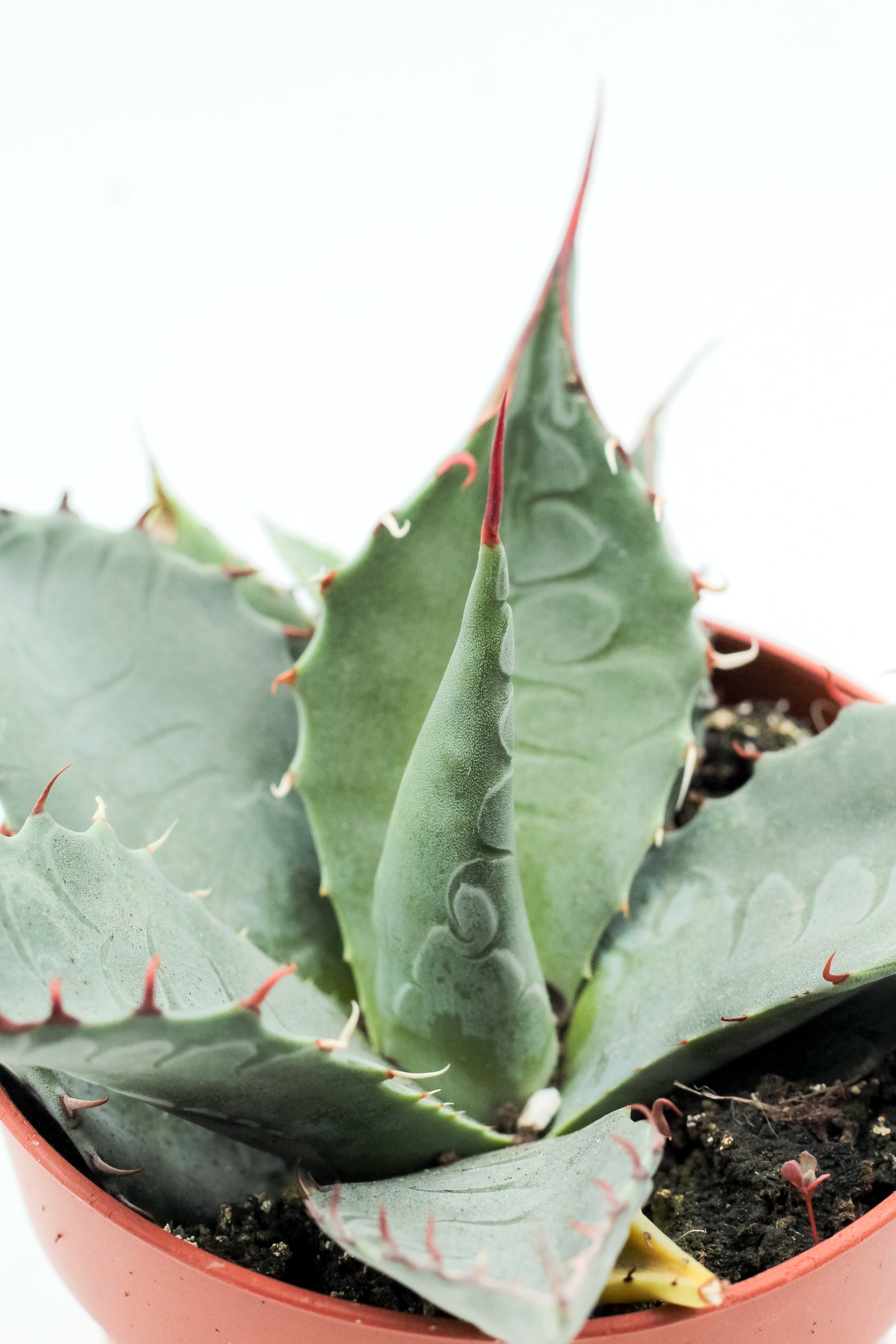 Agave salmiana var. ferox
