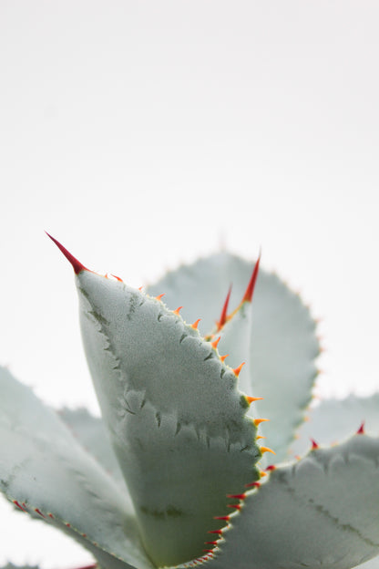 Agave seemanniana subs. pygmaea