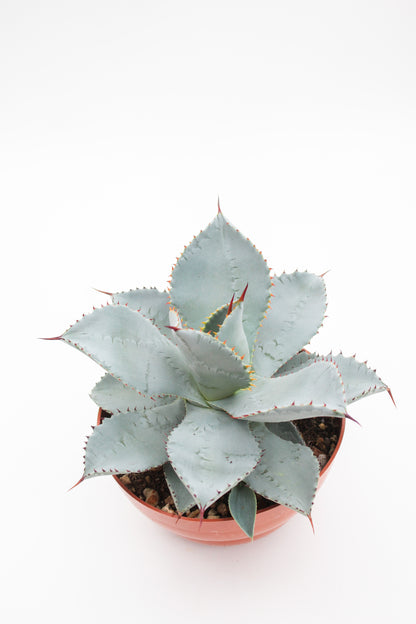 Agave seemanniana subs. pygmaea