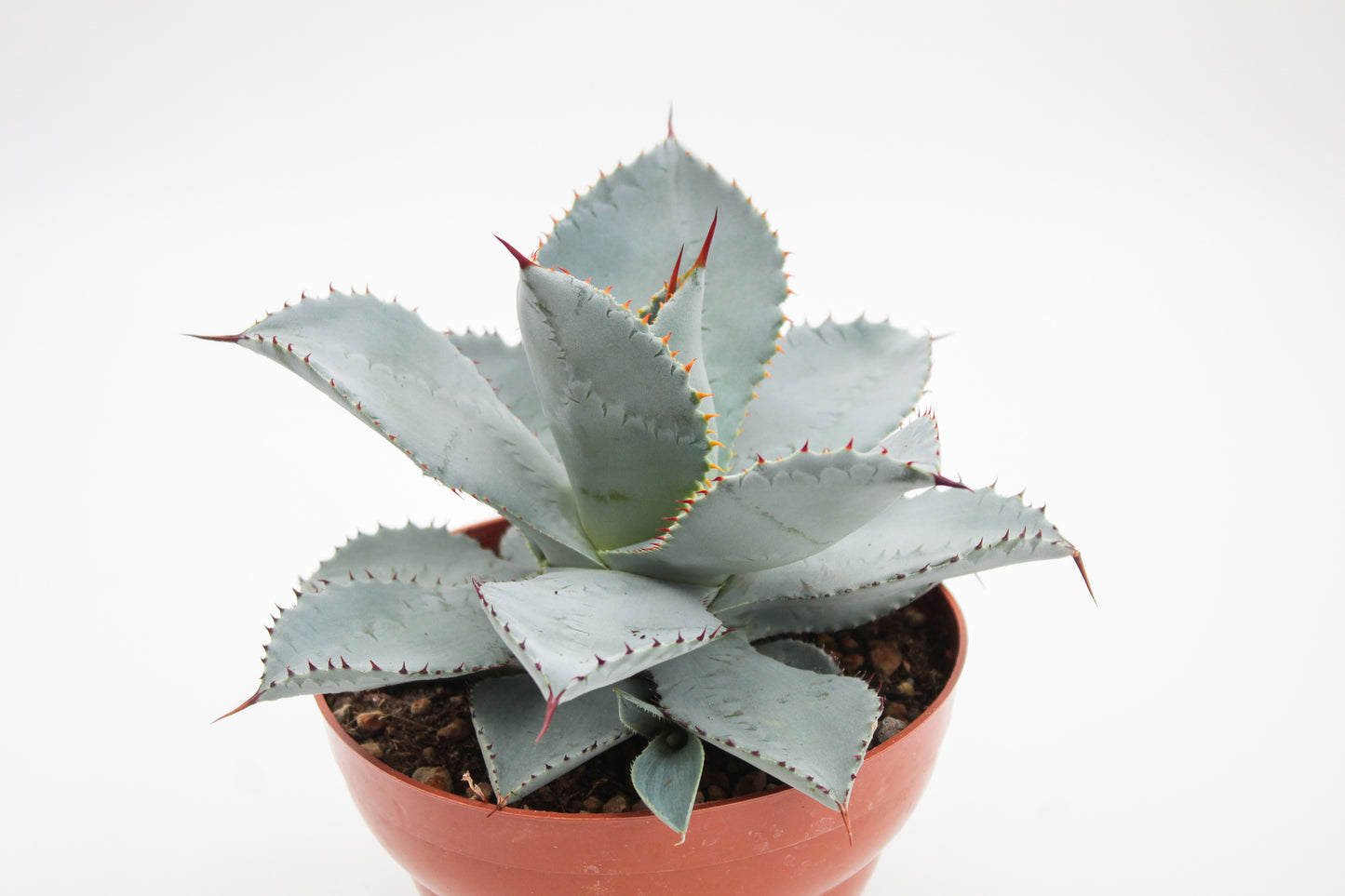 Agave seemanniana subs. pygmaea