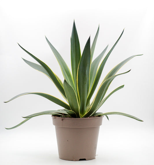 Agave desmentiana variegata