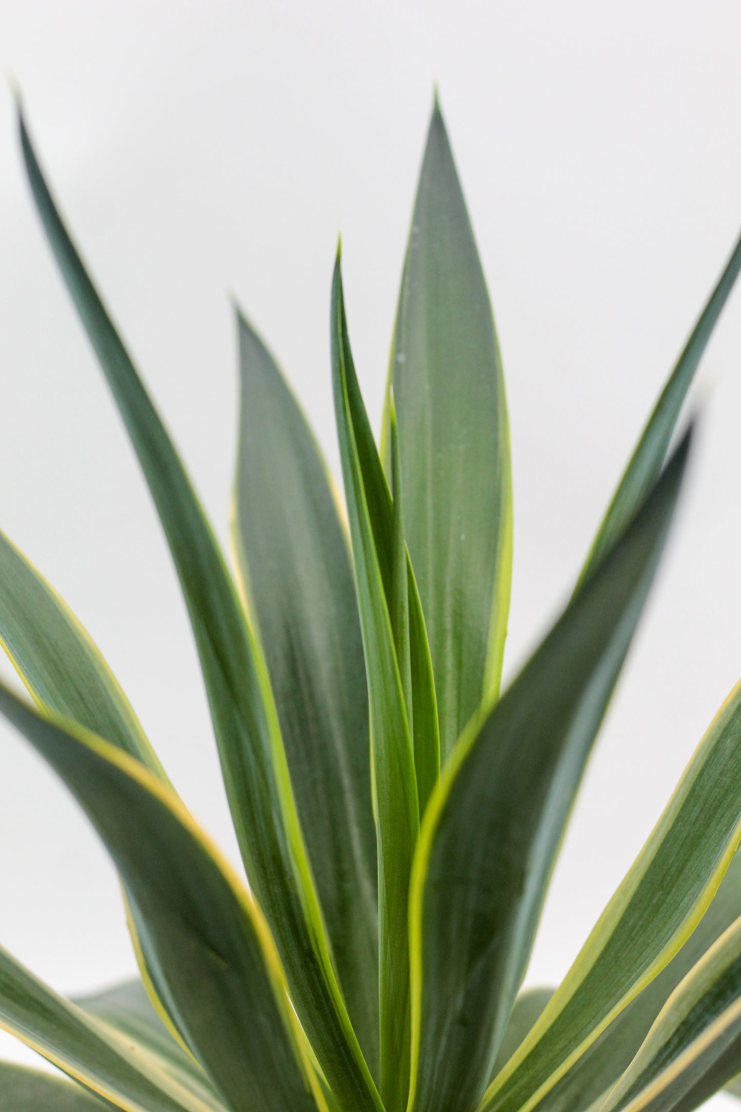 Agave desmentiana variegata