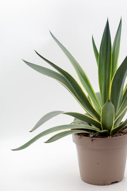 Agave desmentiana variegata